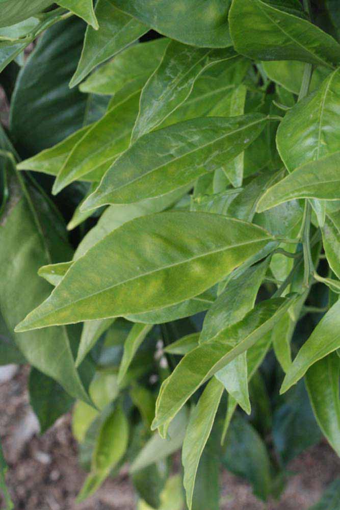            Shade leaves (Boukhobza, Riverside, CA)   